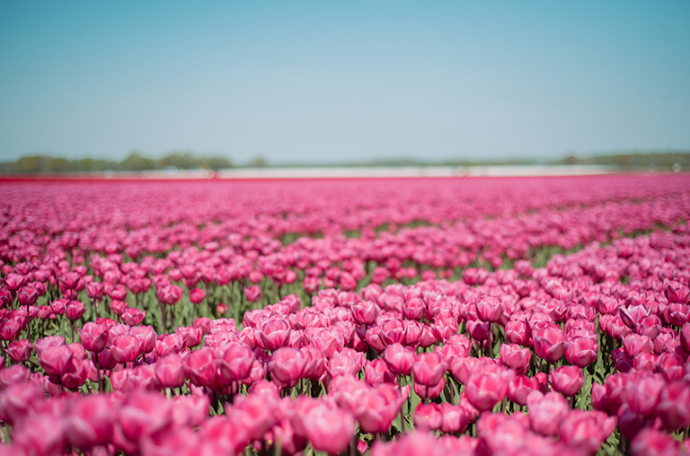 Pinkes Tulpenmeer auf den Feldern des Eickenhofer Spargelreichs