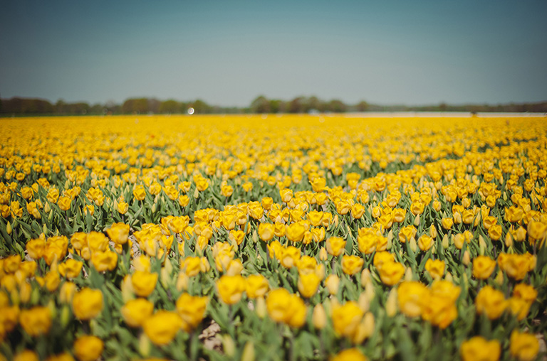 Gelbes Tulpenmeer auf den Feldern des Eickenhofer Spargelreichs