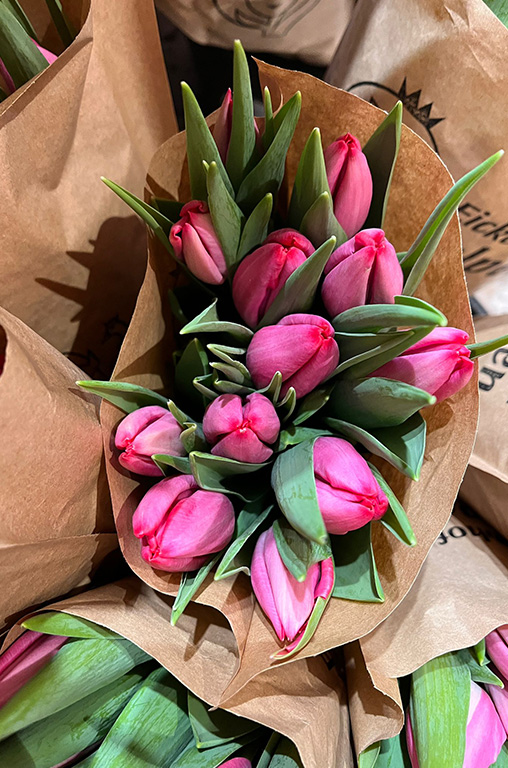 Lila-farbene Tulpen im E-Center Lunze