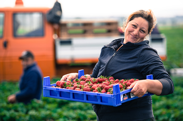 Frische Erdbeeren werden abend auf dem Feld gepflückt und landen am nächsten tag im Markt.