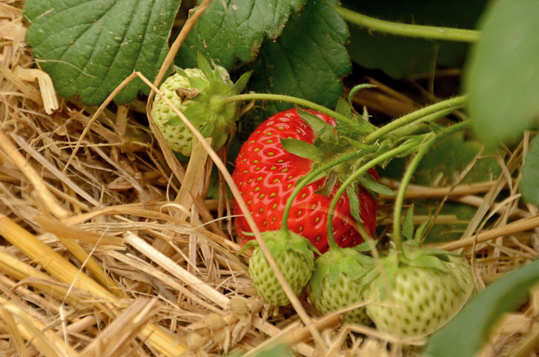 Von Stroh vor der Kälte geschützt wachsen die Sander-Erdbeeren unter freiem Himmel.