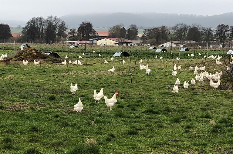 Die Hühner werden nach Naturland-Richtlinien gehalten.