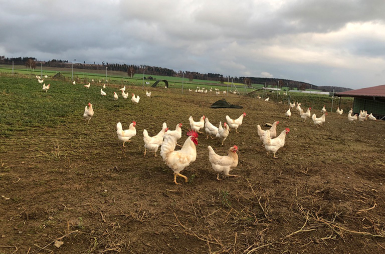 Scharren, picken, rumlaufen: Die Hühner können den Tag verbringen wie sie möchten.