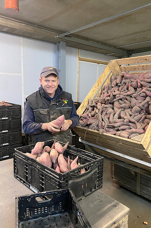 Landwirt Ernst Lütje nimmt die geernteten Süßkartoffeln genau unter die Lupe - eine Qualitätskontrolle.