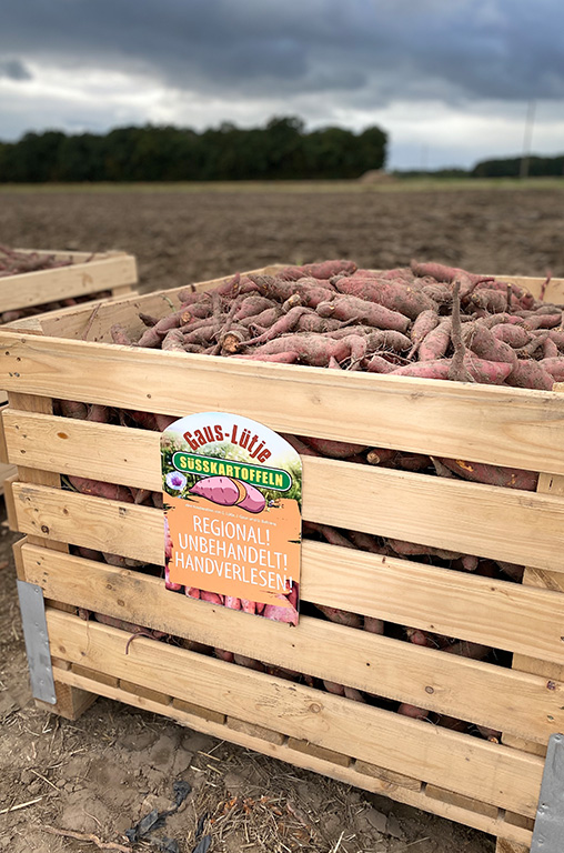 Ab Anfang Oktober geht die Ernte der Süßkartoffeln auf 4 Hektarn los.