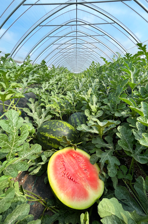 Drei Sorten an Wasser- und eine Sorte Cantaloupe-Melonen baut Eickenhofer an.