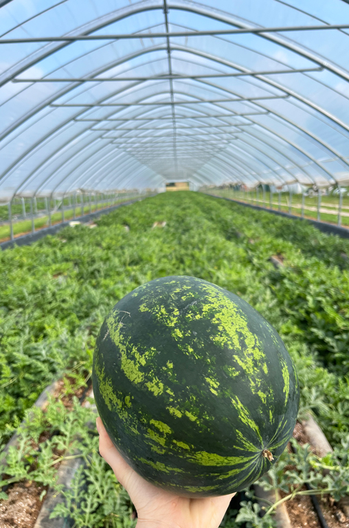 In Lichtertunneln baut Eickenhofer regionale Melonen an.