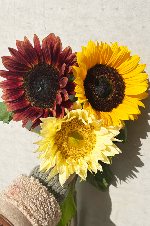 Drei Sorten an regionalen Sonnenblumen von Eickenhofer.