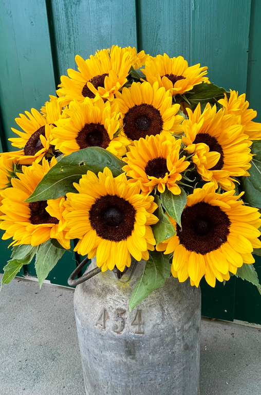 Die großen, strahlend gelben Blüten der Sonnenblumen sorgen im Spätsommer und Herbst für gute Laune